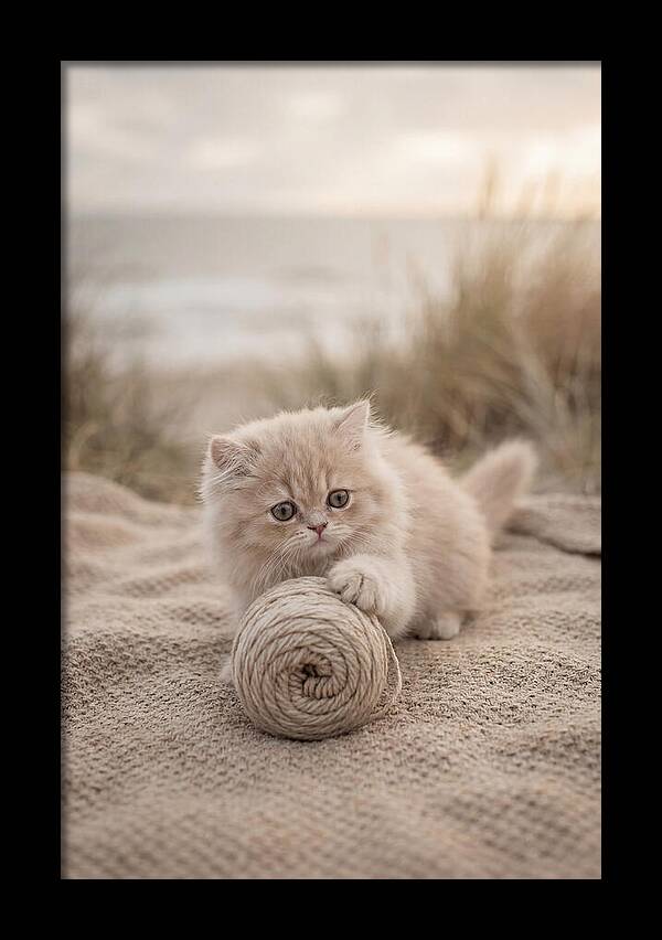 Fluffy Persian Kitten Playing With Yarn