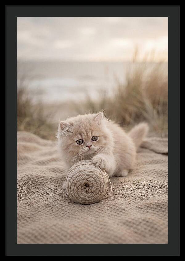 Fluffy Persian Kitten Playing With Yarn