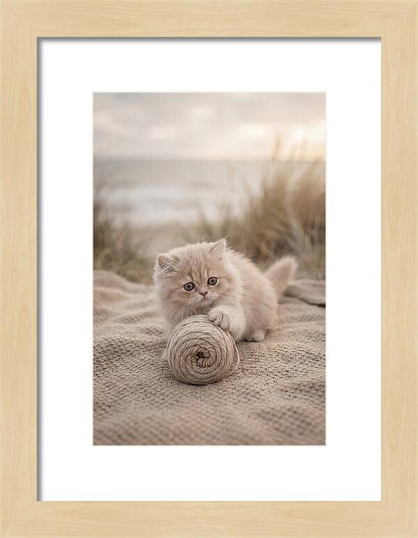 Fluffy Persian Kitten Playing With Yarn