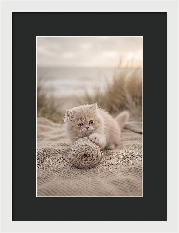 Fluffy Persian Kitten Playing With Yarn