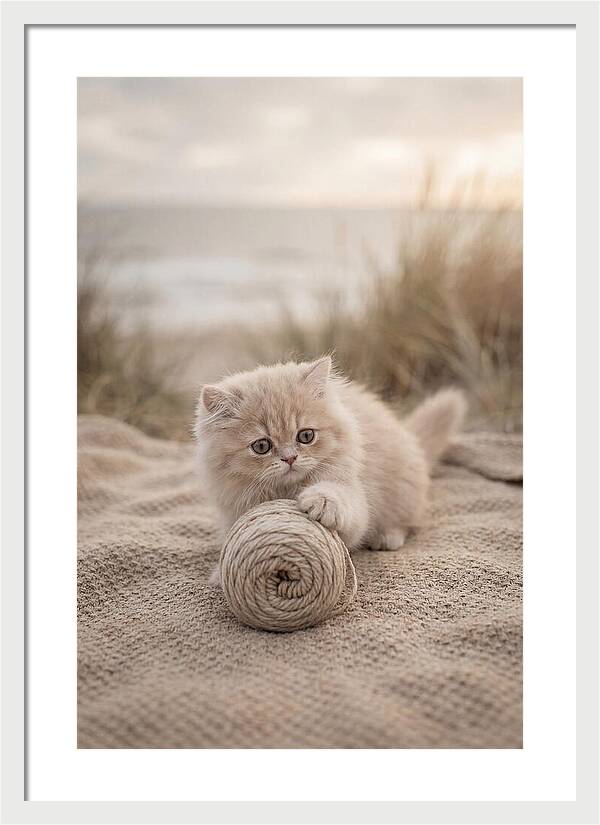 Fluffy Persian Kitten Playing With Yarn