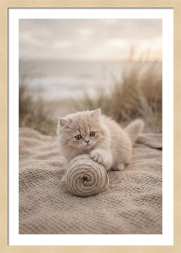 Fluffy Persian Kitten Playing With Yarn