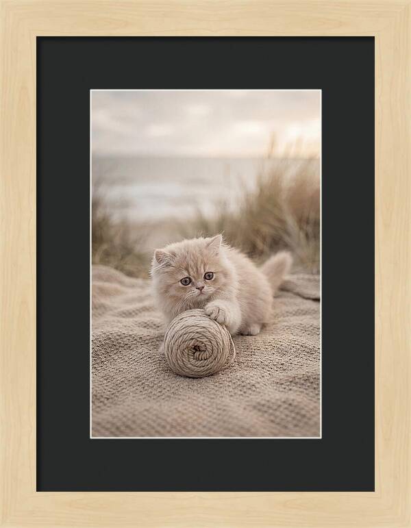 Fluffy Persian Kitten Playing With Yarn