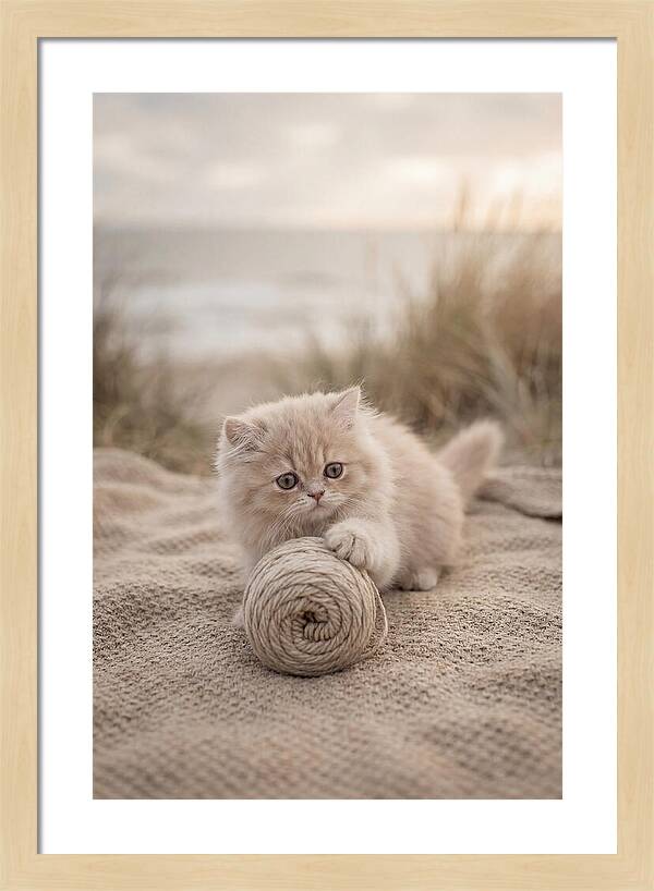 Fluffy Persian Kitten Playing With Yarn