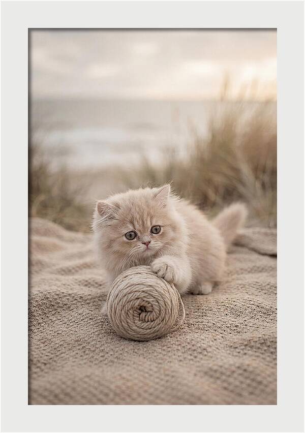 Fluffy Persian Kitten Playing With Yarn