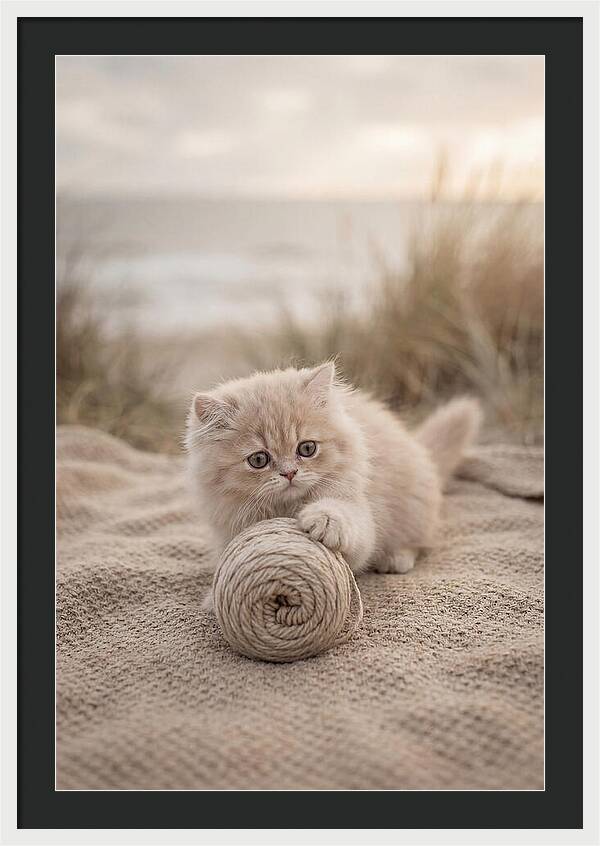 Fluffy Persian Kitten Playing With Yarn