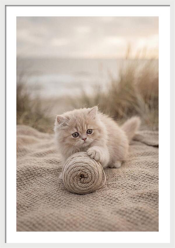 Fluffy Persian Kitten Playing With Yarn
