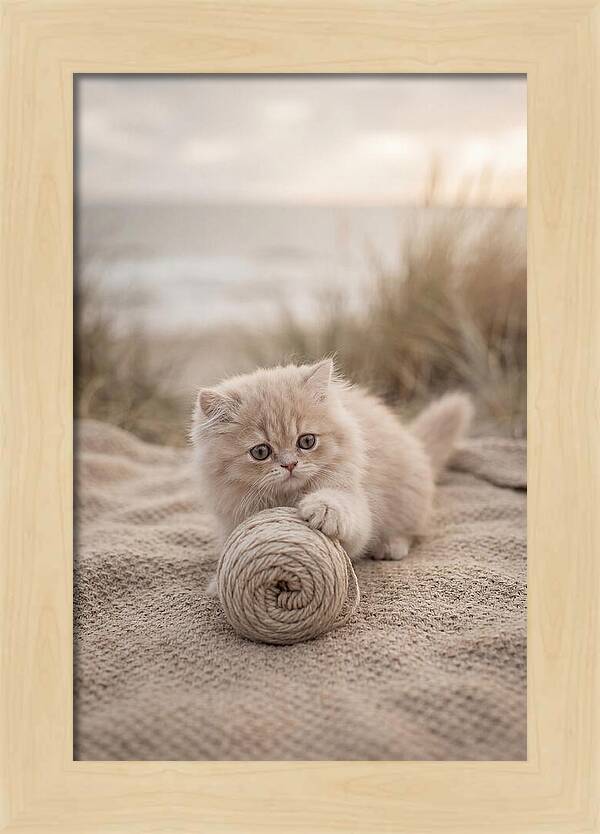 Fluffy Persian Kitten Playing With Yarn