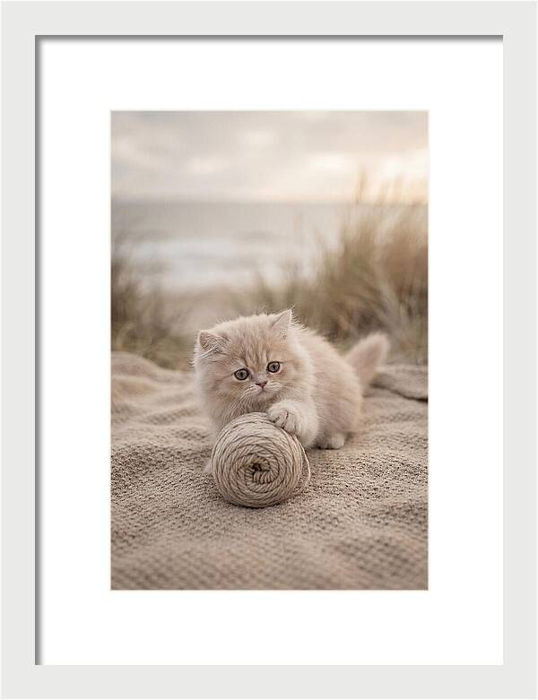 Fluffy Persian Kitten Playing With Yarn