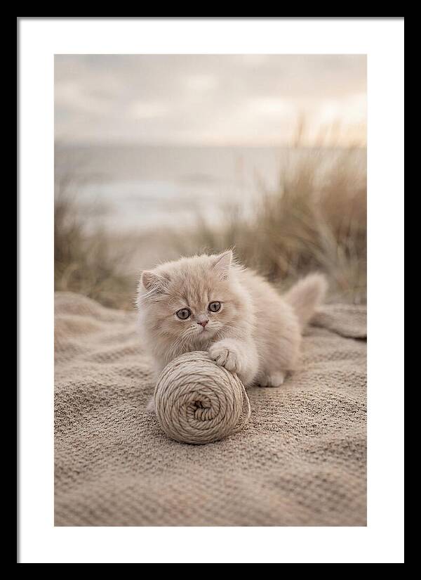 Fluffy Persian Kitten Playing With Yarn
