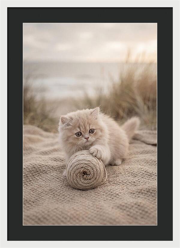 Fluffy Persian Kitten Playing With Yarn