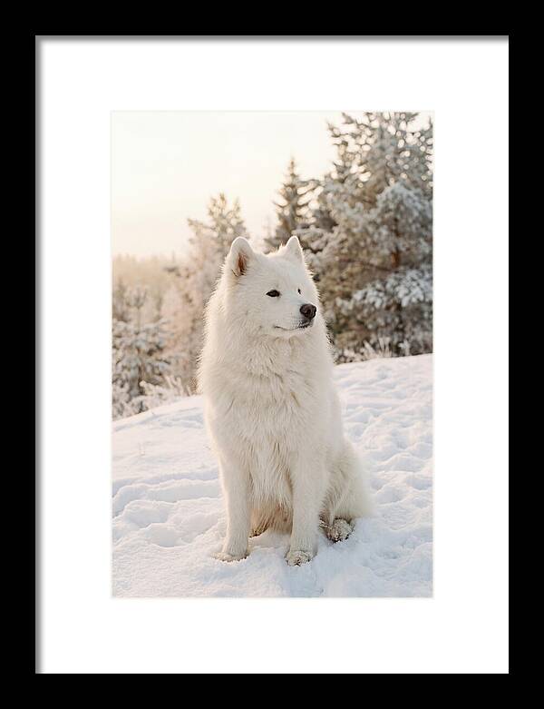 Fluffy Samoyed In Snowy Landscape