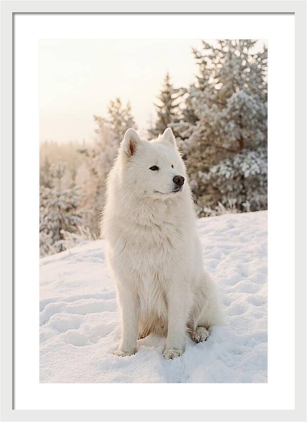 Fluffy Samoyed In Snowy Landscape