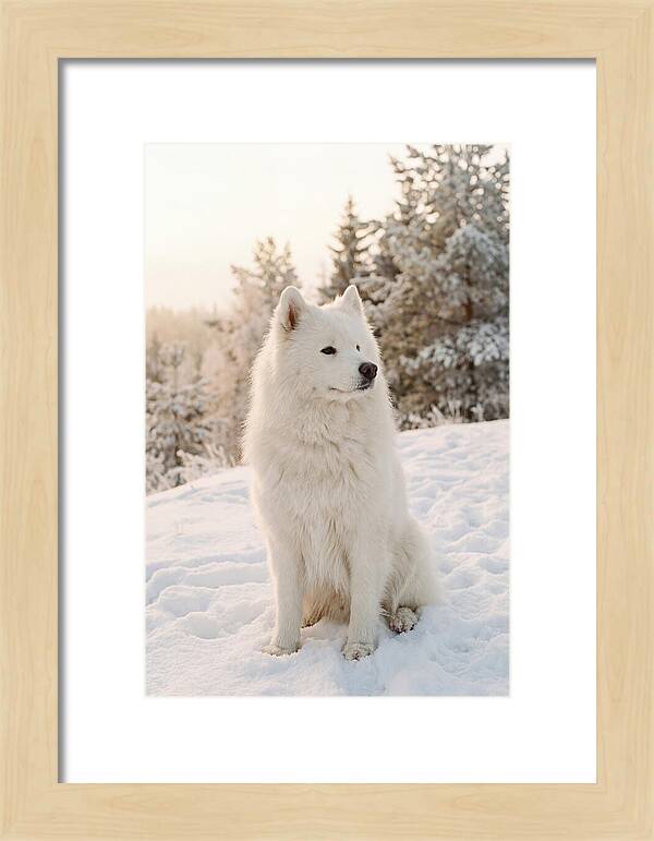 Fluffy Samoyed In Snowy Landscape