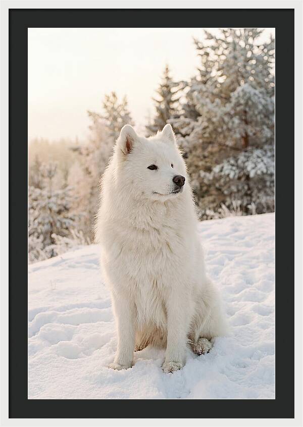 Fluffy Samoyed In Snowy Landscape