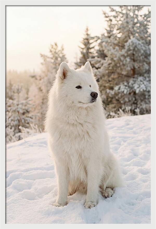 Fluffy Samoyed In Snowy Landscape