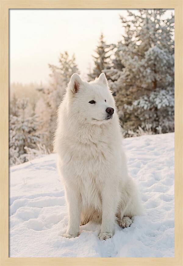 Fluffy Samoyed In Snowy Landscape