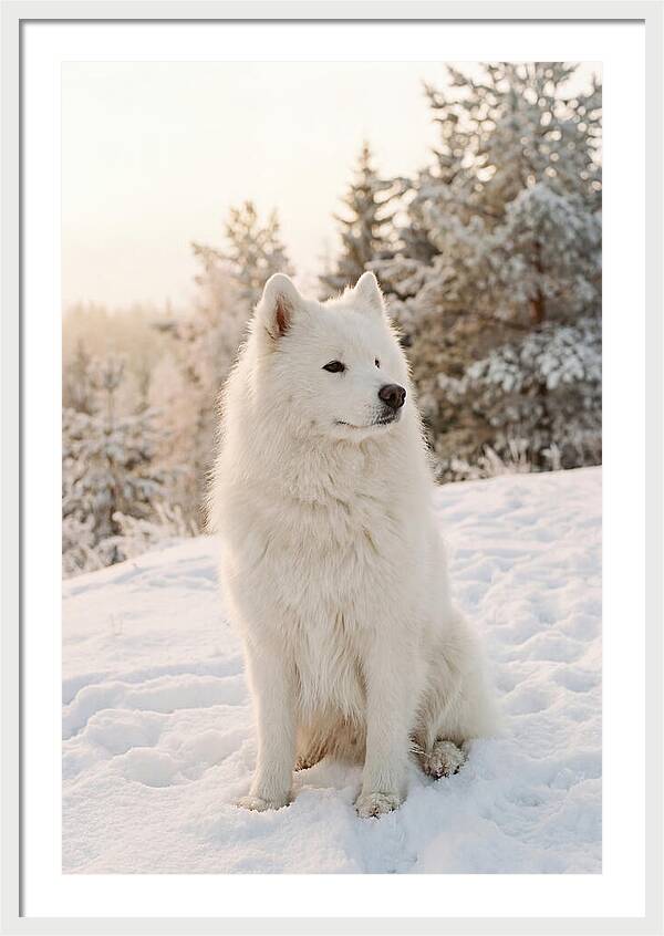 Fluffy Samoyed In Snowy Landscape