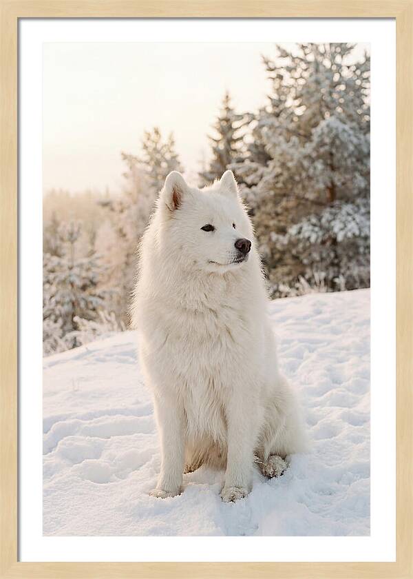 Fluffy Samoyed In Snowy Landscape
