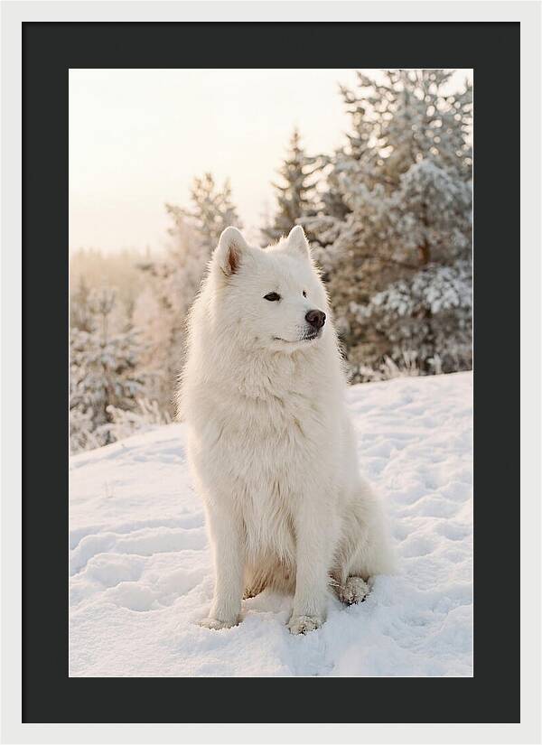 Fluffy Samoyed In Snowy Landscape