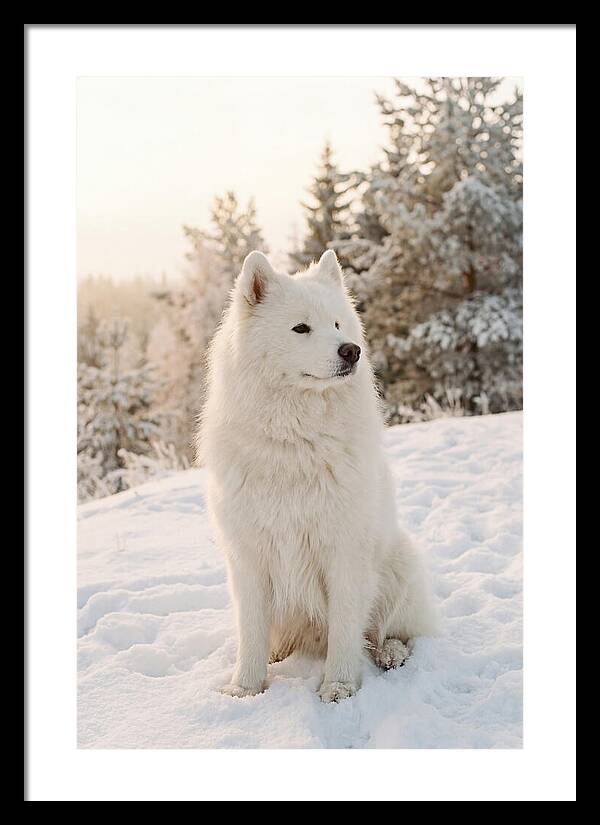 Fluffy Samoyed In Snowy Landscape