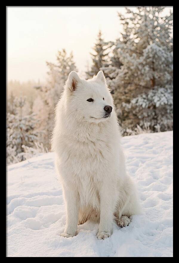 Fluffy Samoyed In Snowy Landscape