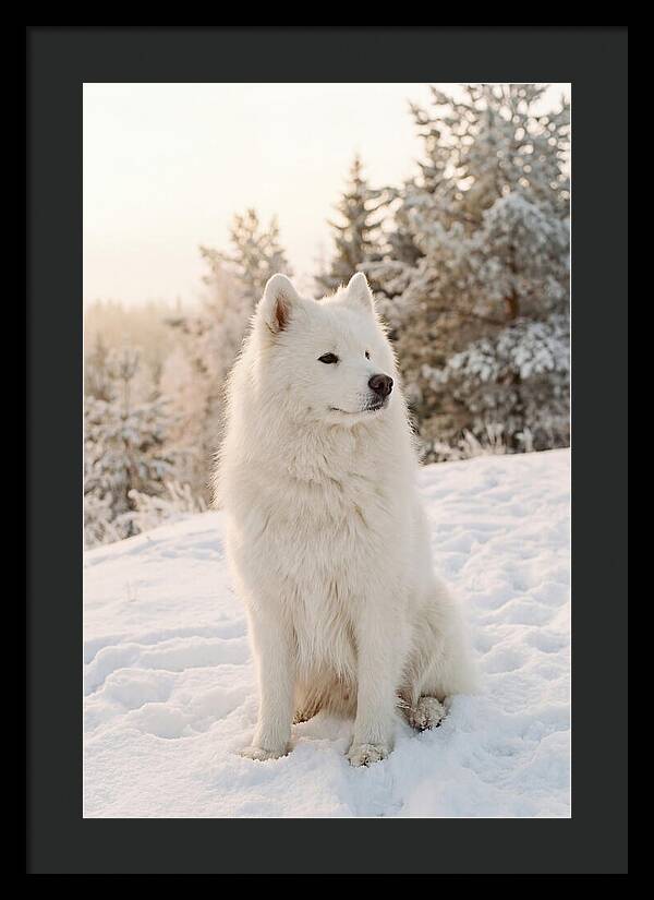 Fluffy Samoyed In Snowy Landscape