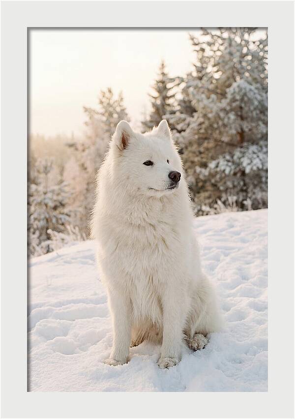 Fluffy Samoyed In Snowy Landscape