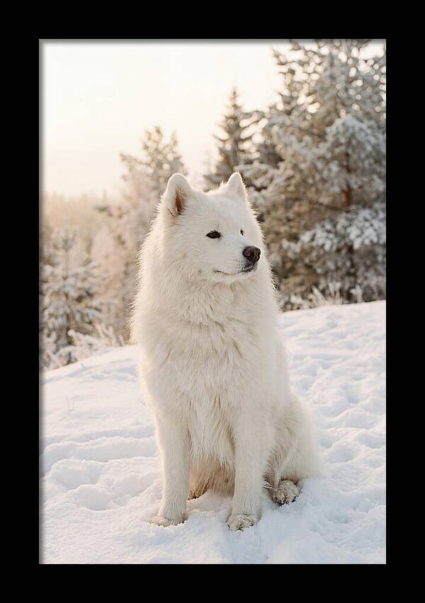 Fluffy Samoyed In Snowy Landscape