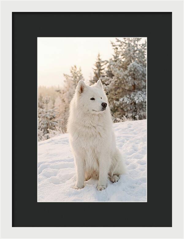 Fluffy Samoyed In Snowy Landscape