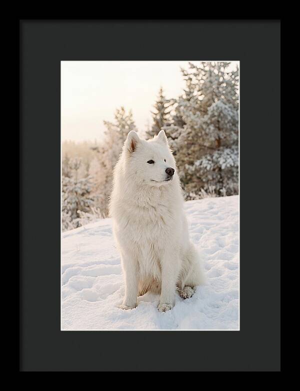 Fluffy Samoyed In Snowy Landscape