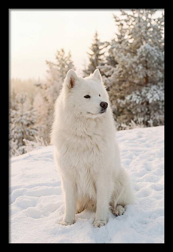Fluffy Samoyed In Snowy Landscape
