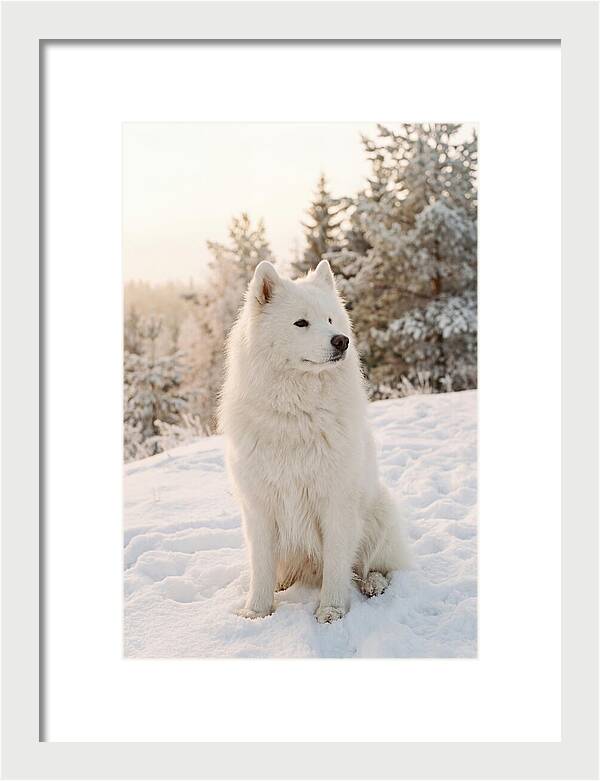 Fluffy Samoyed In Snowy Landscape