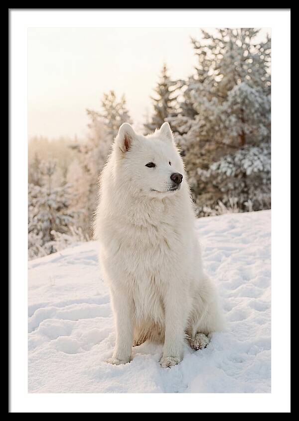 Fluffy Samoyed In Snowy Landscape