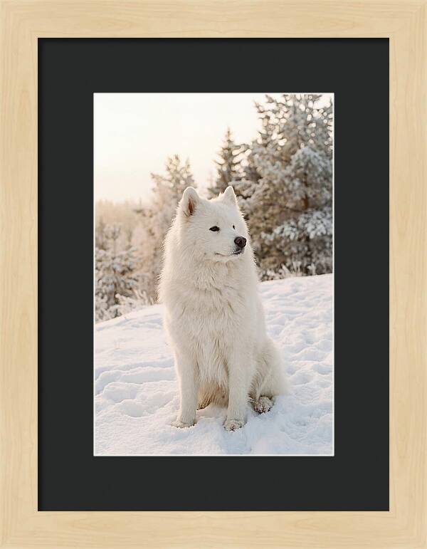 Fluffy Samoyed In Snowy Landscape