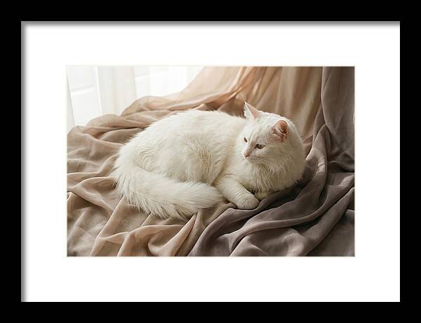 Fluffy White Turkish Angora