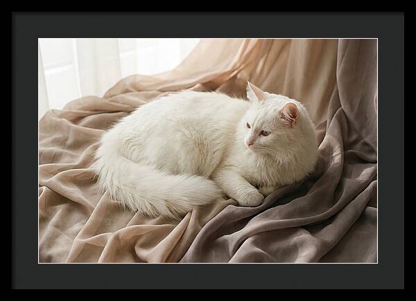 Fluffy White Turkish Angora