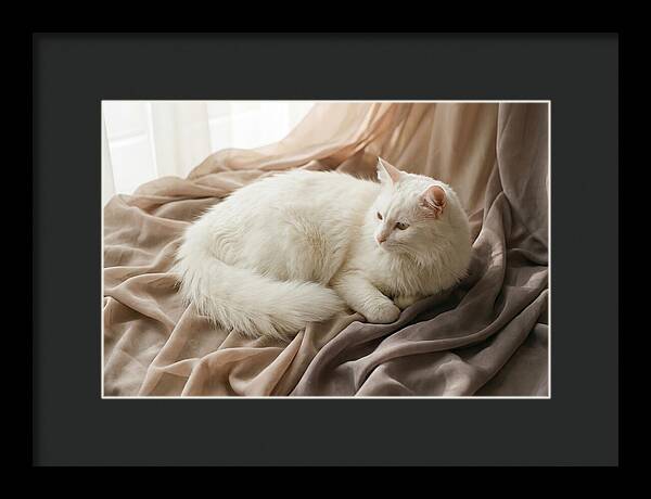 Fluffy White Turkish Angora