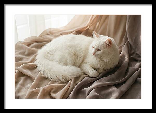 Fluffy White Turkish Angora