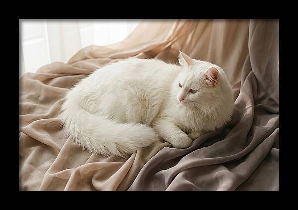 Fluffy White Turkish Angora