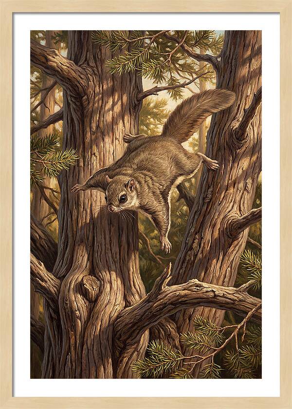 Flying Squirrel Gliding Through Pines