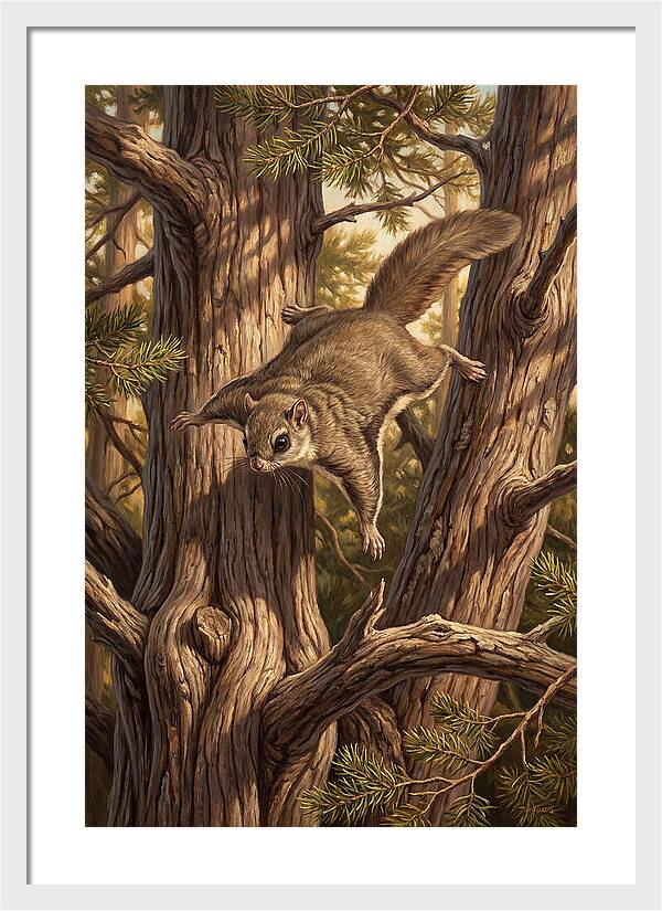 Flying Squirrel Gliding Through Pines