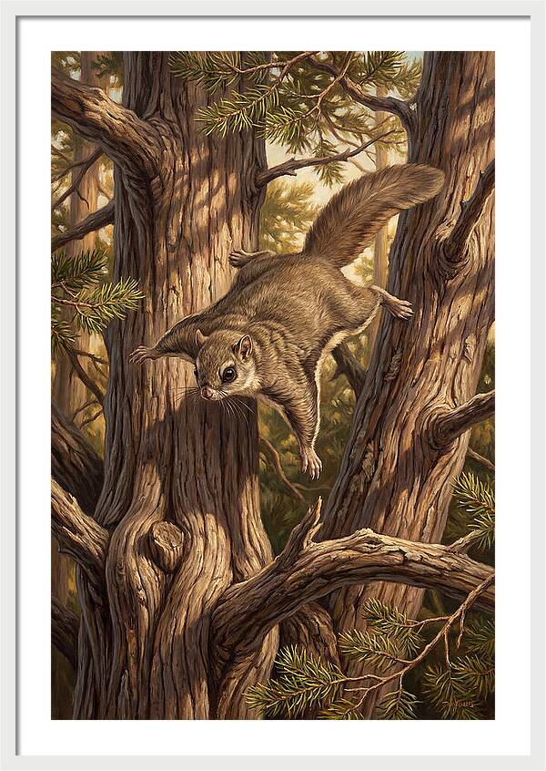 Flying Squirrel Gliding Through Pines