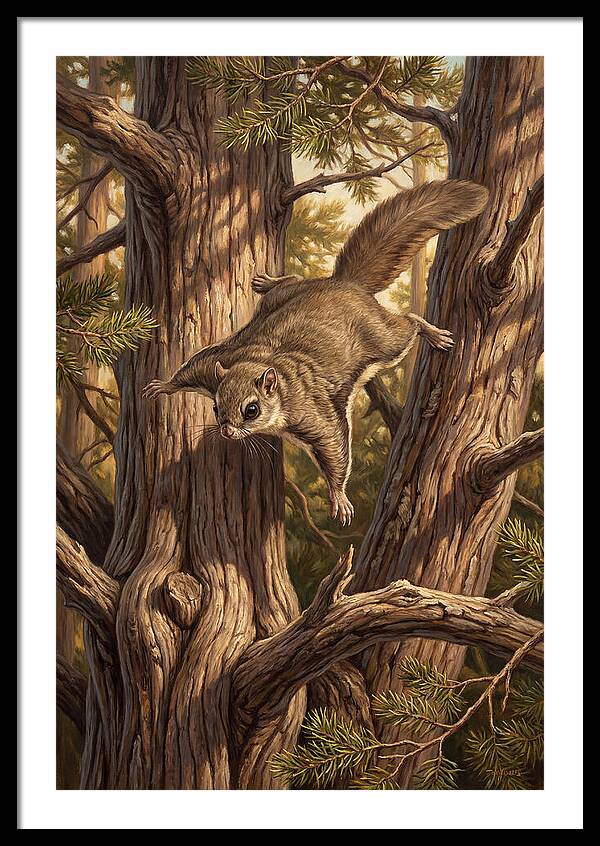Flying Squirrel Gliding Through Pines