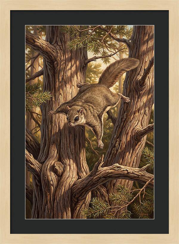 Flying Squirrel Gliding Through Pines