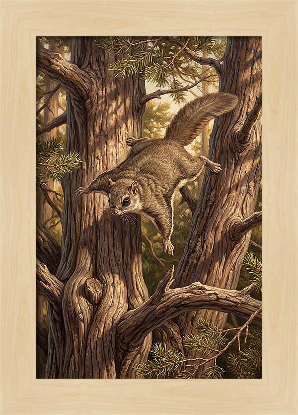 Flying Squirrel Gliding Through Pines