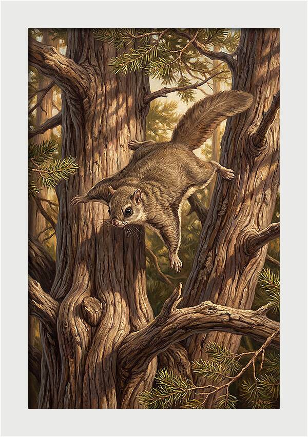 Flying Squirrel Gliding Through Pines