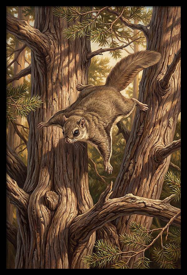 Flying Squirrel Gliding Through Pines