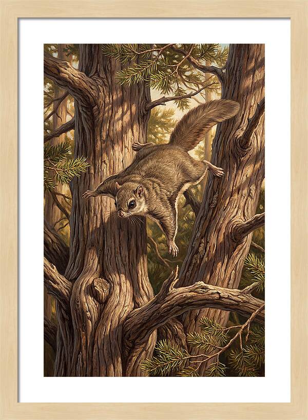 Flying Squirrel Gliding Through Pines