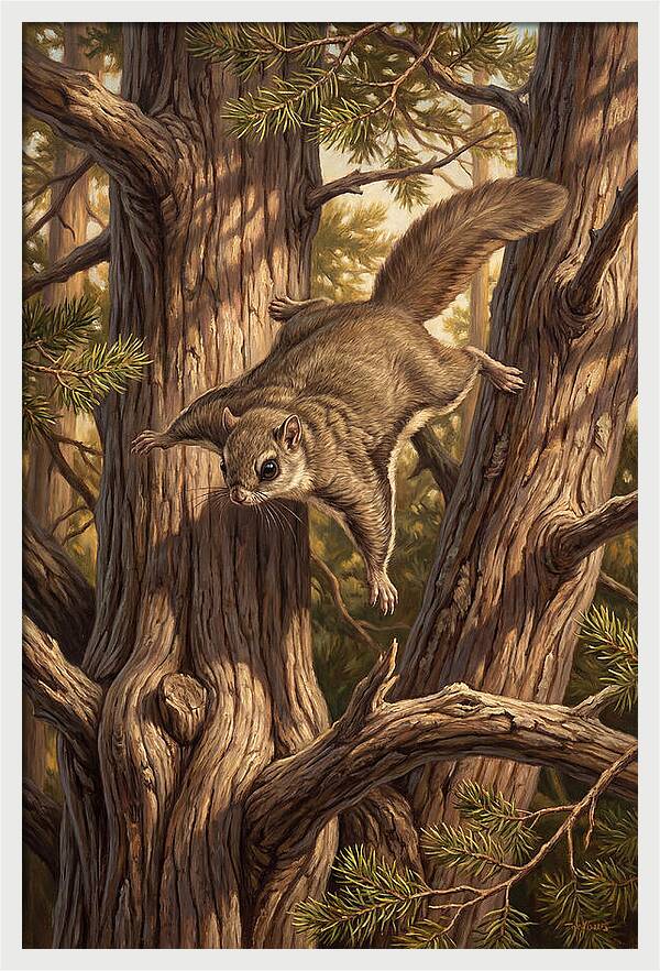 Flying Squirrel Gliding Through Pines